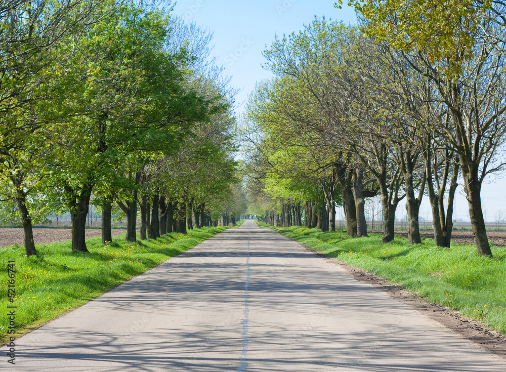 Country road with trees along - beginning of spring