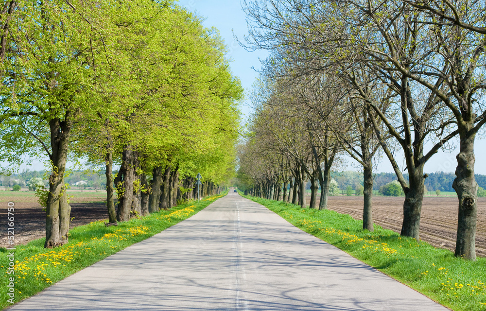 Country road with trees along - beginning of spring Country road with trees along - beginning of spring