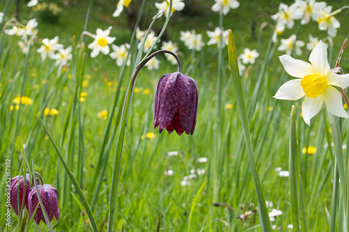 Fototapeta Naklejka Na Ścianę i Meble -  Snakes Head Fritillary in spring meadow