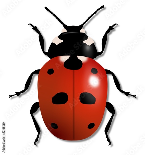 Ladybird Illustration
