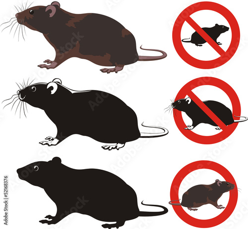 rat, rodent - warning signs