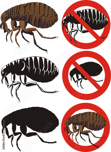 flea - warning signs