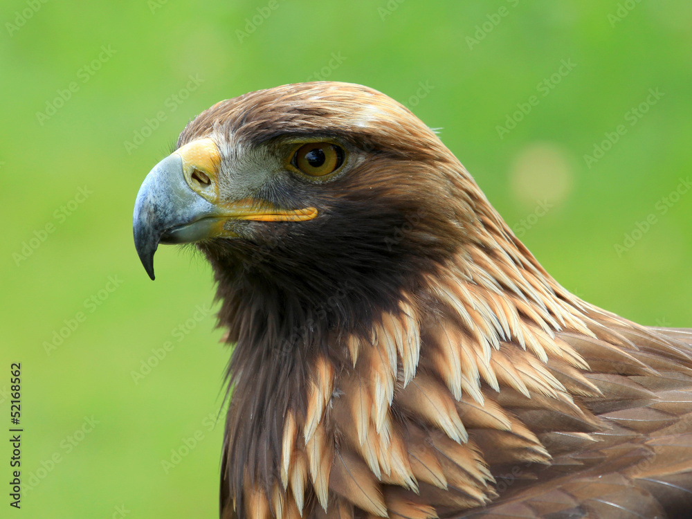 The head of Golden Eagle The head of Golden Eagle