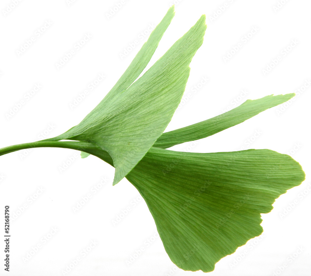 ginkgo biloba leaves isolated on white background