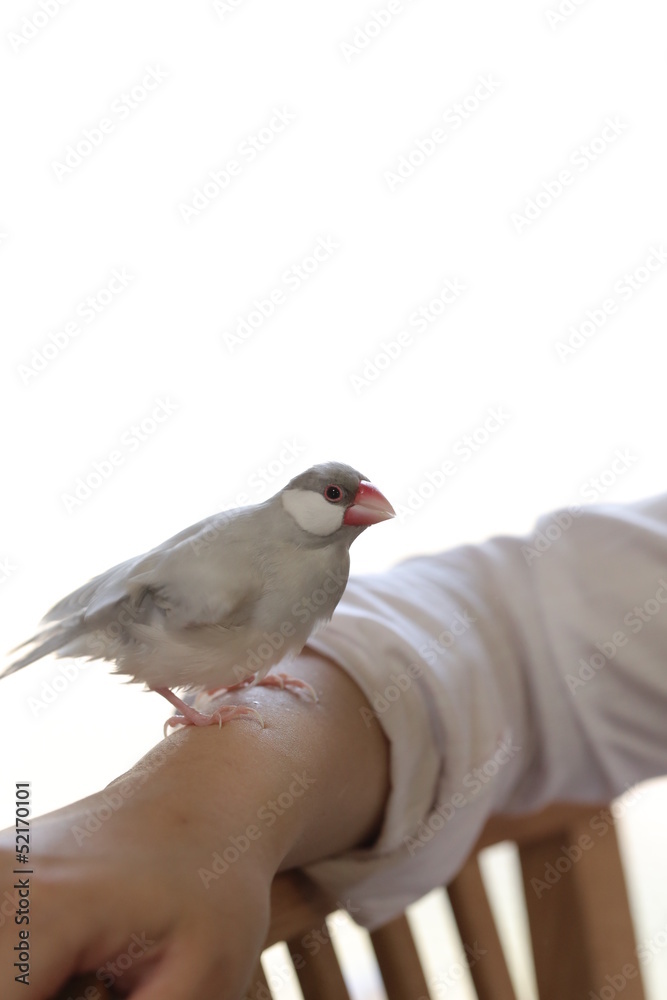 Obraz premium 文鳥のメス