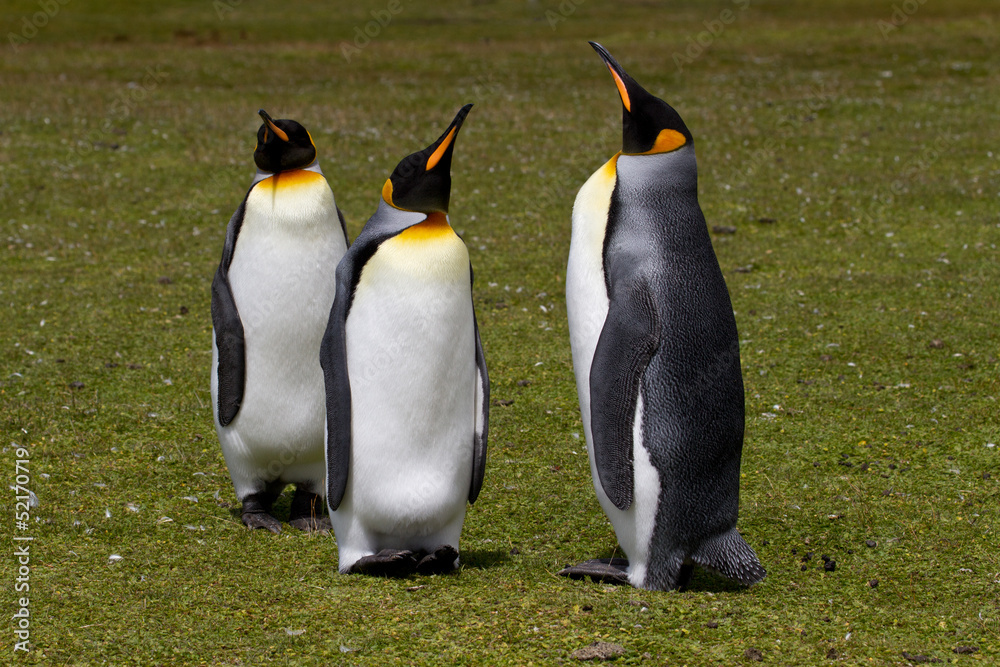 Fototapeta premium King penguin, Falkland Islands