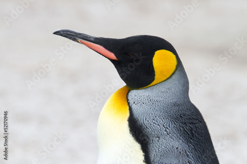 King penguin close up