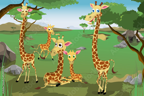 Photography Family of Giraffes