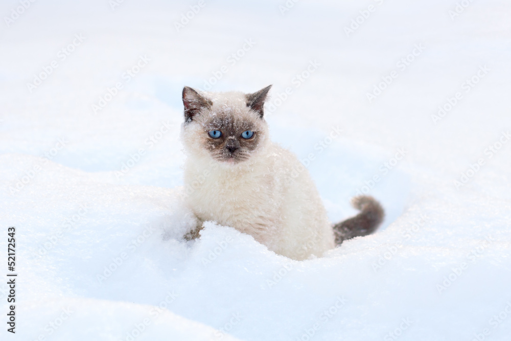 Fototapeta premium Cat sitting in snow