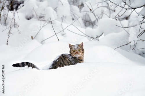Fototapeta Naklejka Na Ścianę i Meble -  Cat in the snow