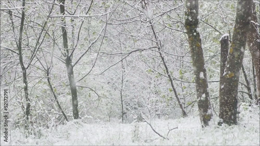 Falling snow.Beautiful hivernal background.