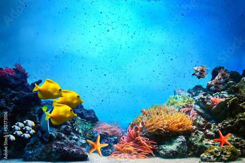 Underwater scene. Coral reef, fish groups in clear ocean water