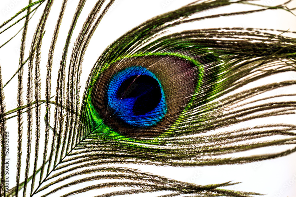 Obraz premium Macro Peacock Feather