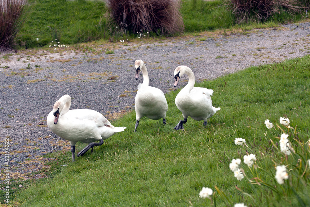 three swans following a pathway three swans following a pathway