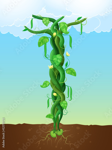 The beanstalk