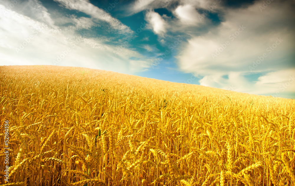 Fototapeta premium Wheat field against a blue sky