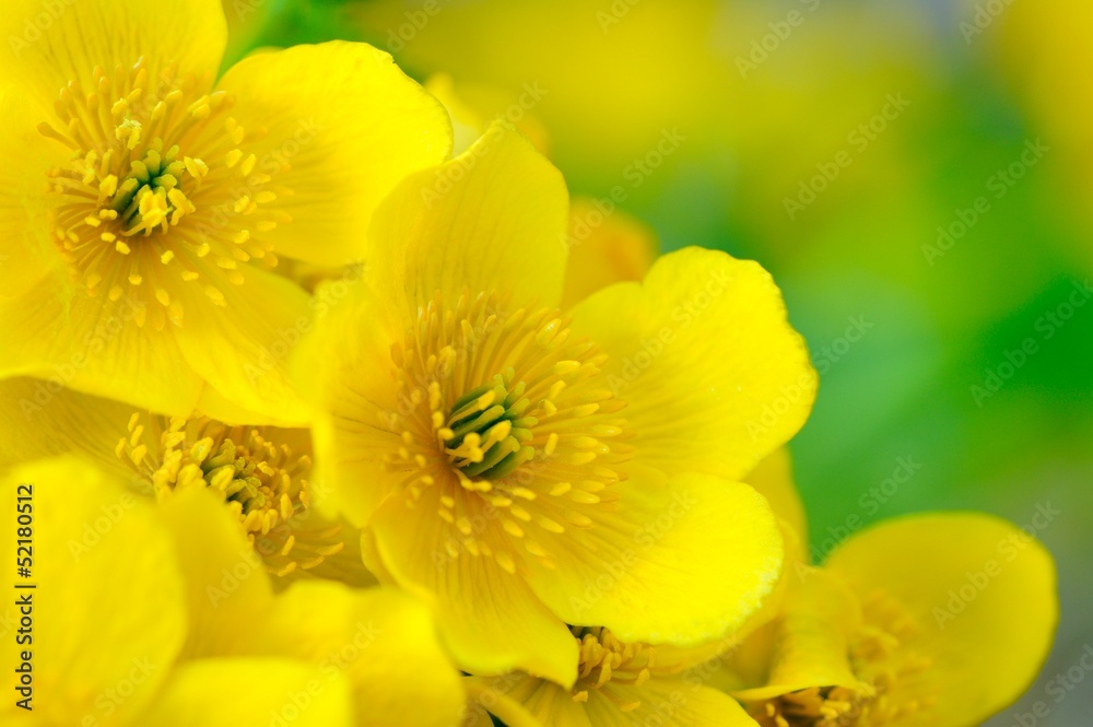 Yellow Kingcup (Marsh Marigold) Flowers Macro Yellow Kingcup (Marsh Marigold) Flowers Macro