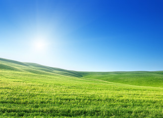 field of spring grass and sunny day
