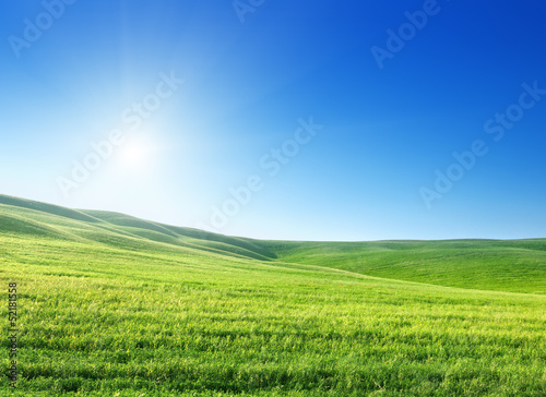 field of spring grass and sunny day