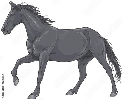 Isolated black galloping horse illustration
