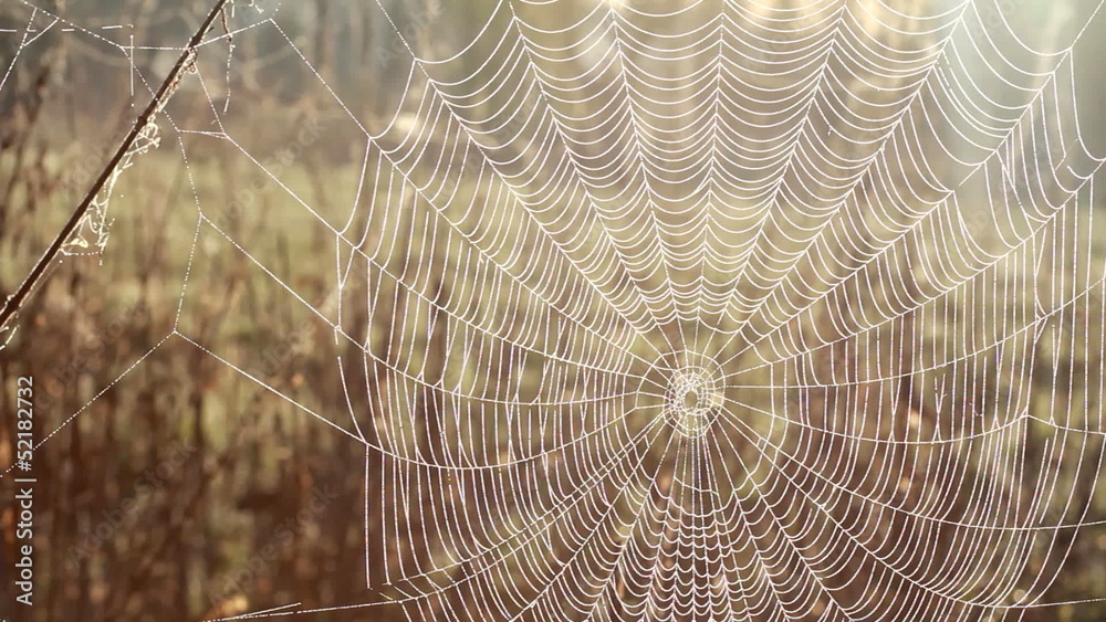 Spider net with water drops