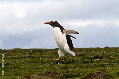 Gentoo penguin running away © Fredy Thürig