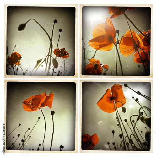 Smartphoneography - poppies photo