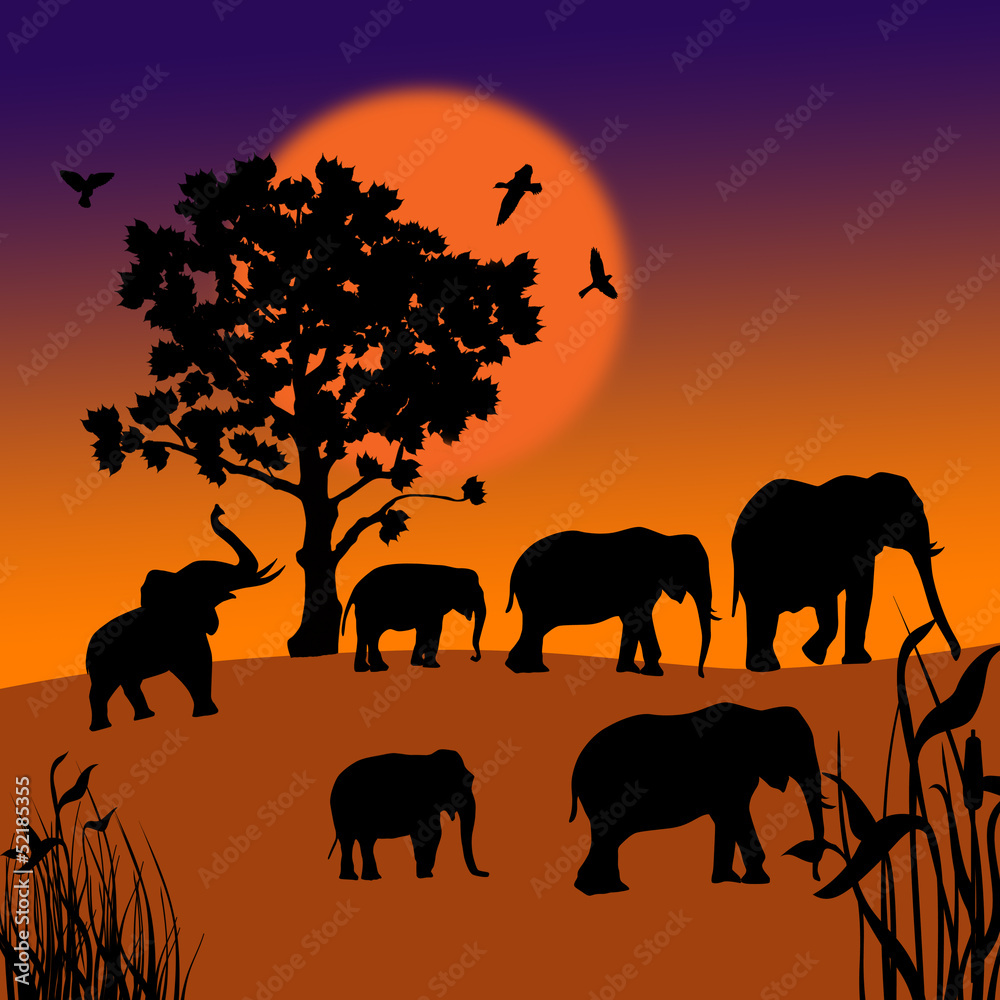 Fototapeta premium Sunset in the savanna