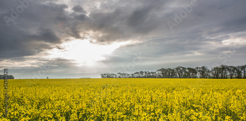 A tree and rapeseed field in rural Geneva, Switzerland
