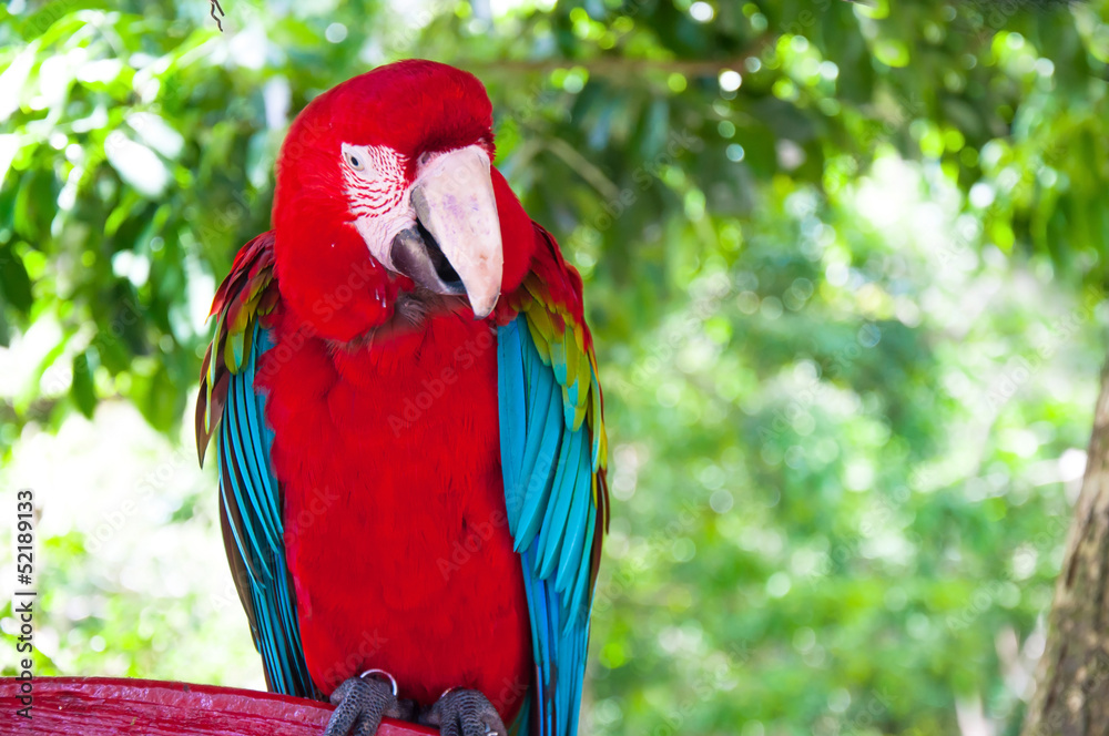 Colorful Macaw against natural background