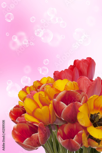 Spring  beautiful  tulip flower on a abstract background photo