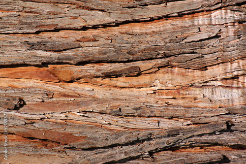 close up of bark of tree