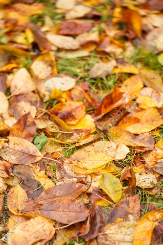 autumn leaves on ground for background