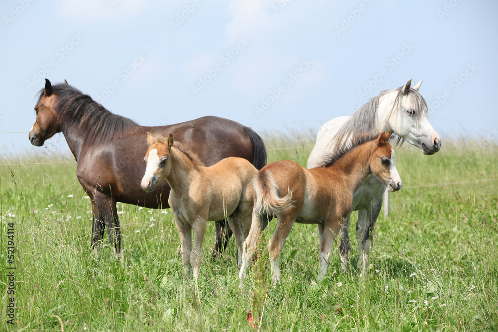Fototapeta premium Two mares with two foals