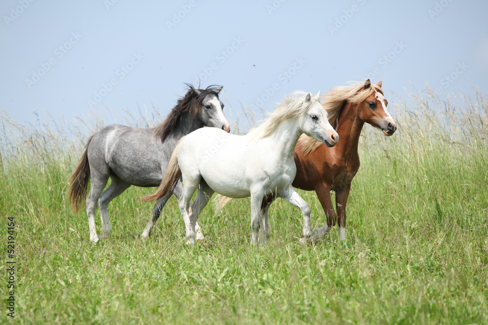 Three welsh ponnies moving