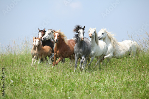 Fototapeta Naklejka Na Ścianę i Meble -  Batch of welsh ponnies running together on pasturage