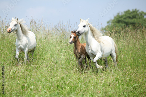 Fototapeta Naklejka Na Ścianę i Meble -  Welsh ponnies running