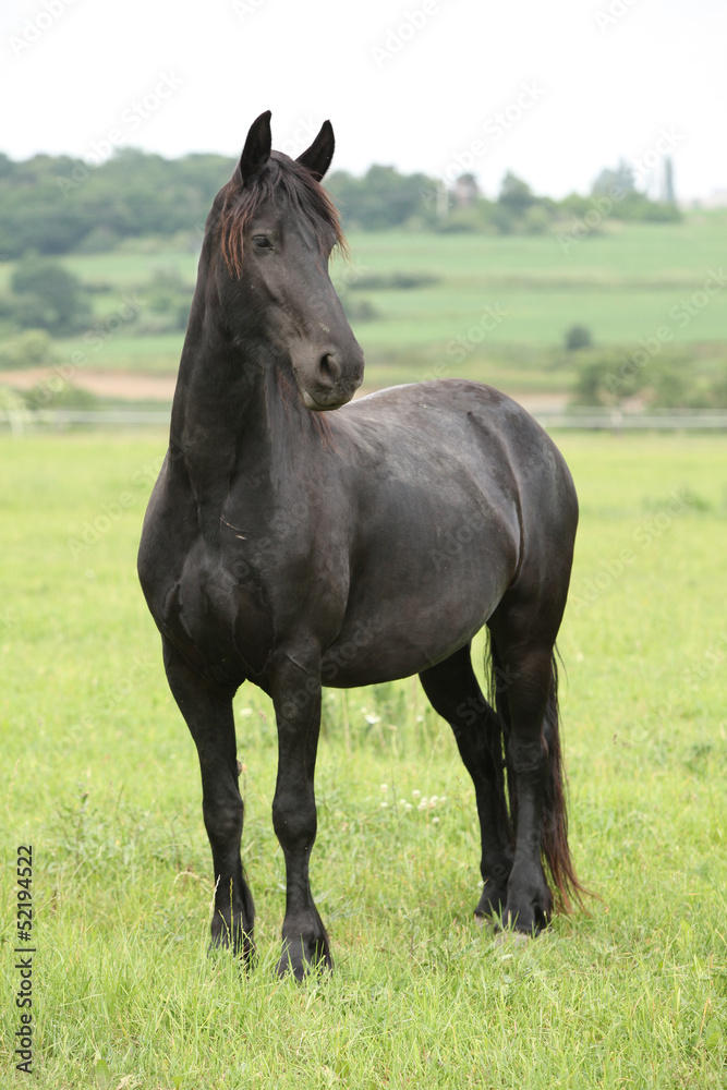 Nice frieasian horse standing on pasturage