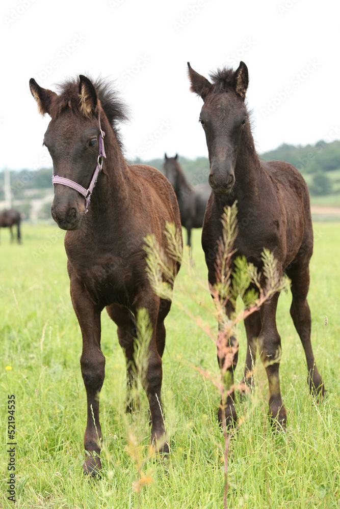 Two friesian foals on pasturage behind some vegetable Two friesian foals on pasturage behind some vegetable