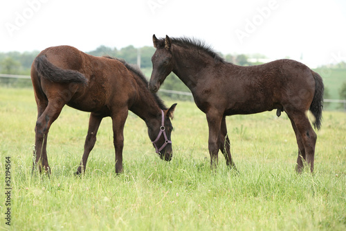 Two friesian foals standing on pasturage