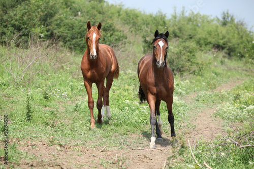 Two young horses running in freedom
