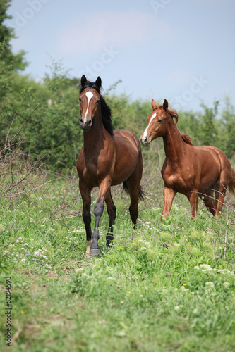 Two young horses running in freedom
