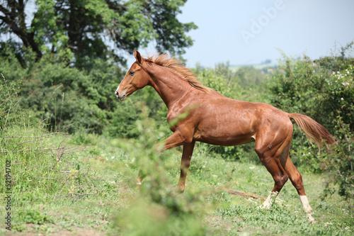 Nice young horse running uphill