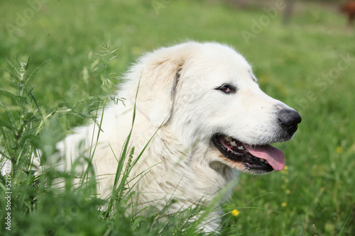Pyrenean Mountain Dog lying in the grass