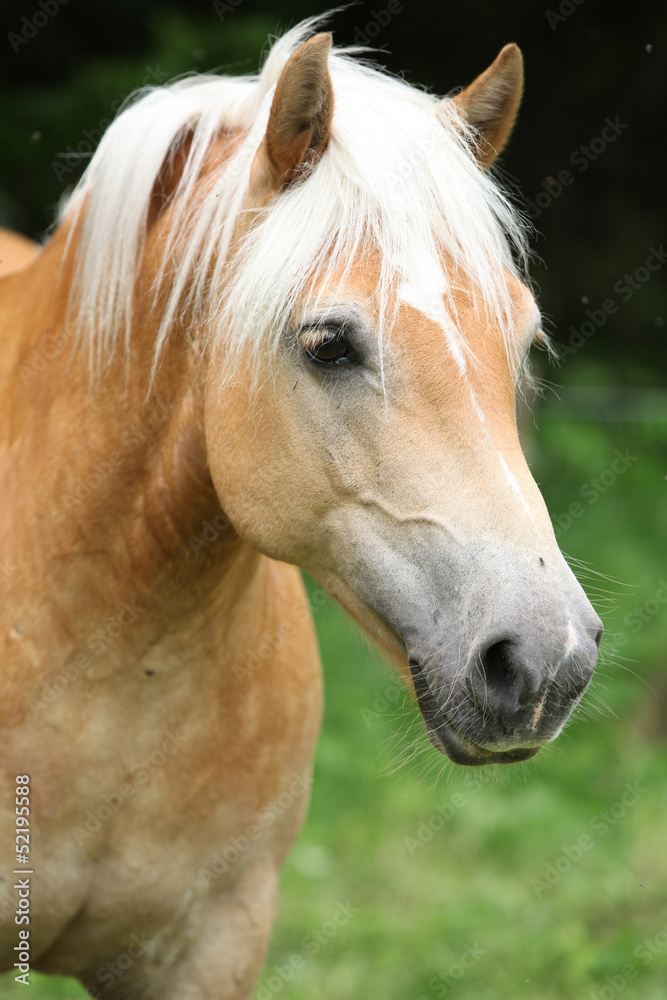 Obraz premium Gorgeous haflinger in front of dark background