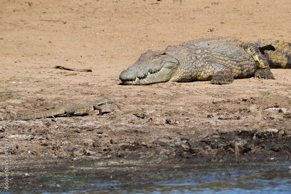 Fototapeta premium Crocodile et varan du Nil