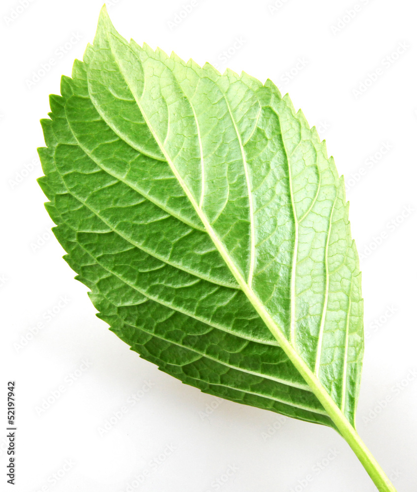 Green Leaf Green Leaf