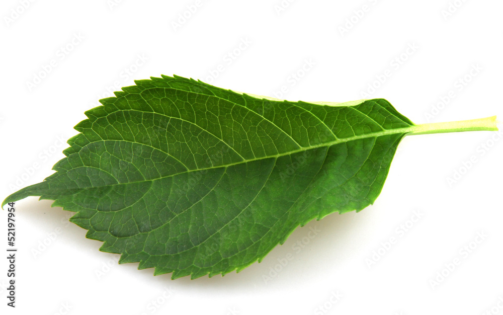 Obraz premium Green Leaf