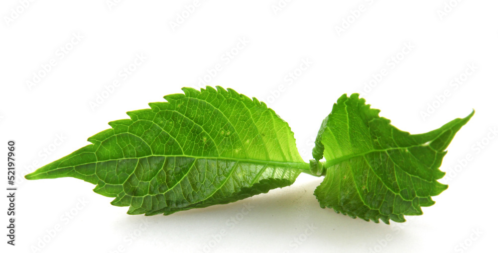 Green Leaf