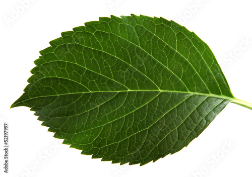 Green Leaf